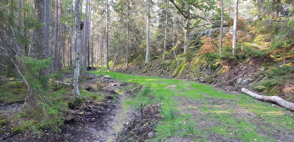 Beskrivning av skogen kring