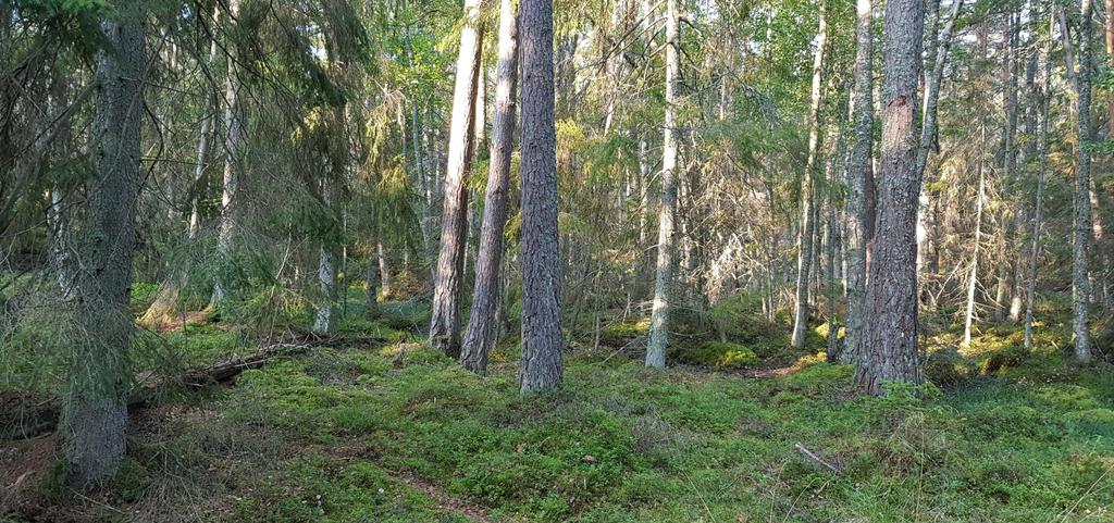 Sumpskogen i norra delen som kan påverkas av dikningen längs vägen.