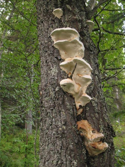 6.2. Lövrik bränna Den vanligaste skogstypen på berget är lövrika brännor där de dominerande träden är uppemot ca 150 år gamla och utgörs av gran, björk, asp, sälg samt grova, spärrgreniga tallar som