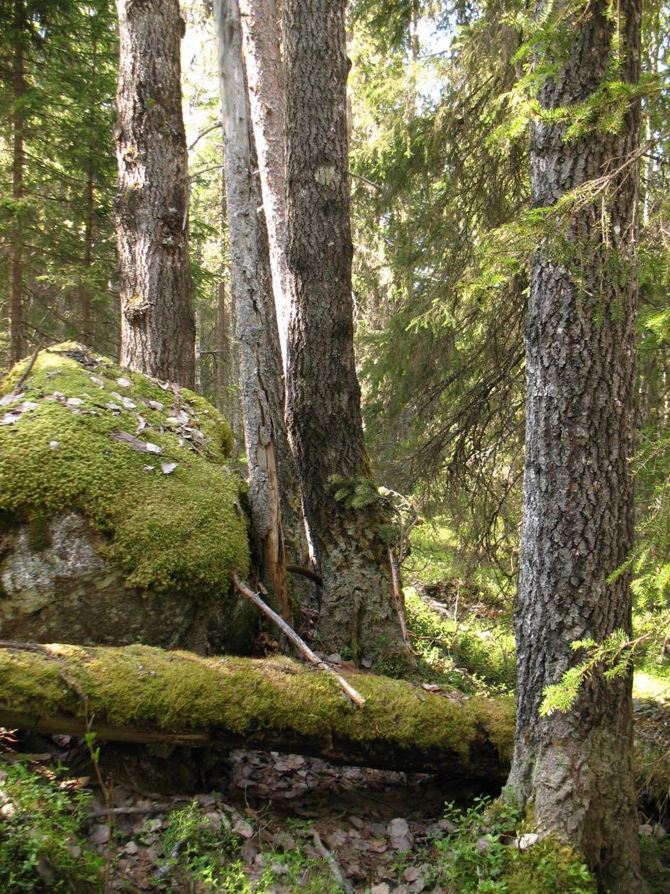 Brännorna innehåller många