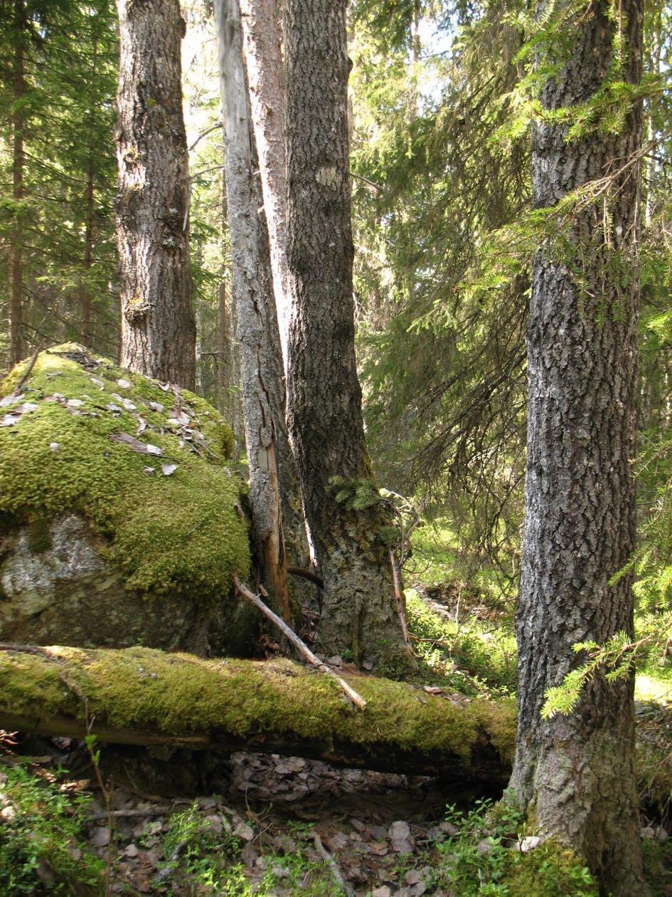 Brännorna innehåller många