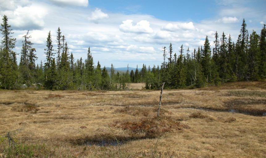 6.3. Sumpskog på myr På eller i anslutning till myrar förekommer glesa barrnaturskogar, lågproduktiva eller