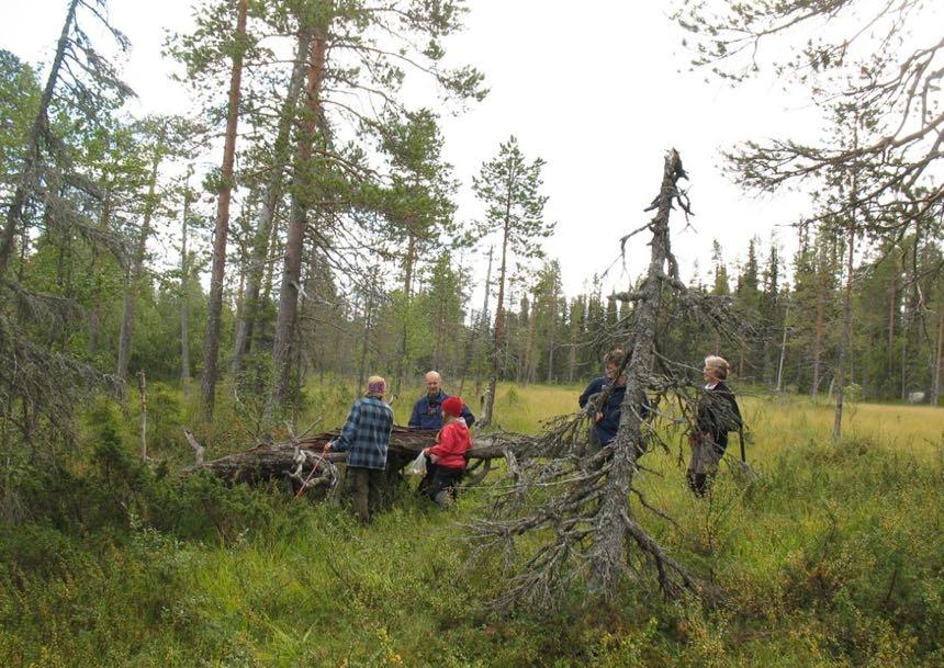 Den döda veden är huvudsakligen klen men enstaka grova tallar och grova lågor förekommer och bitvis finns det många