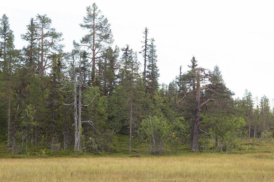 Ovan. Tallnaturskog vid Tjärnmyran på Granberget.