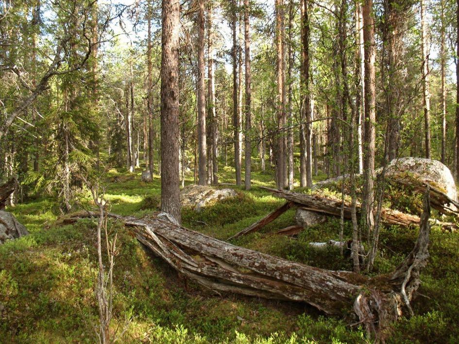 Grova, gamla tallågor är vanligt förekommande i