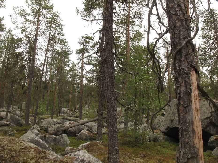 Ovan. Tallnaturskog på Abmoberget.