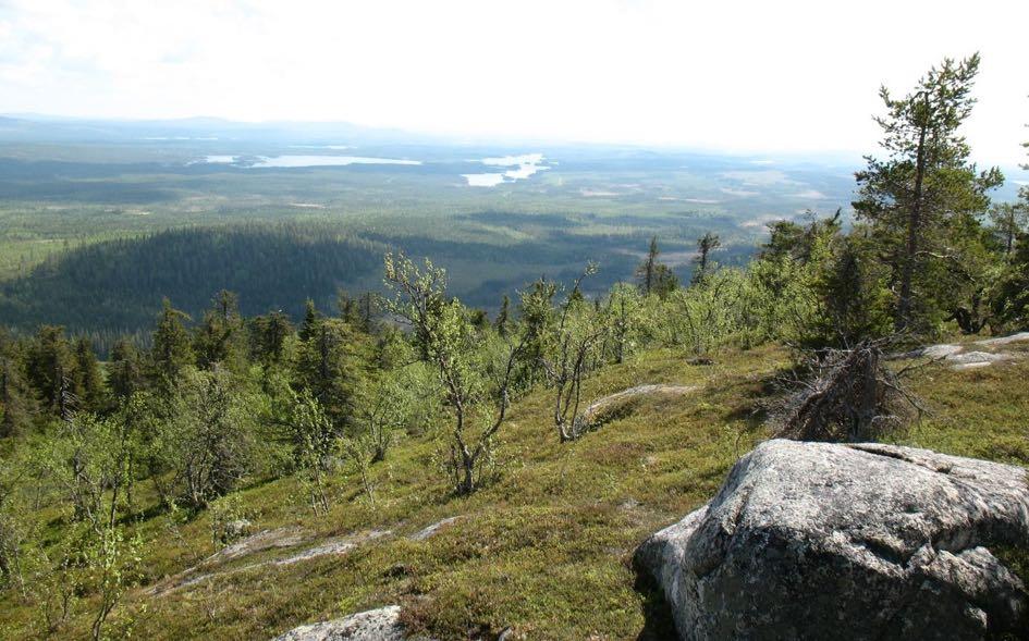 6.5. Subalpin skog På bergets högsta delar växer subalpin skog som också är uppkommen efter senaste branden.