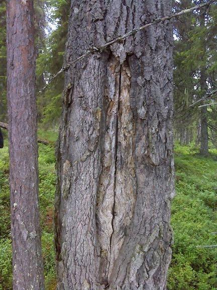 6.6. Avverkningshotad skog i sydöstra delen: (OBS: Beskrivs mer ingående än övriga skogstyper) En flerskiktad grandominerad gammelskog med träd i alla åldrar och inslag av lövträd och tall.