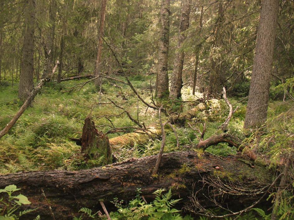 Ovan: Abmobergets grannaturskog innehåller