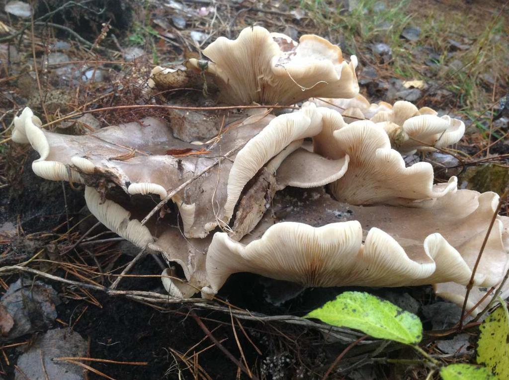 Objekt: 73 Bakom byälvsvägen Naturtypsgrupp: Boreal skog Naturtypsnamn: Hällmarkstallskog Naturvärdesklass: Påtagligt naturvärde naturvärdesklass 3 Kvalitetsklass: Viss osäkerhet Visst biotopvärde