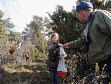 Örskär - 17 19 maj med övernattning Många fåglar passerar Örskär på sin väg till häckplatser i norra Sverige. En del av dem tar en paus och stannar till någon dag på Örskär för att fylla på matsäcken.