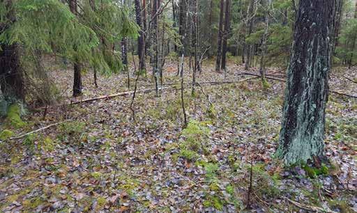 Utredningsobjekt 3 är ett flackt läge utan större block, cirka 20 35 meter stort, vilket vetter mot en brant i sydöst (figur 8). Västerut avgränsas det av mycket blockig terräng.