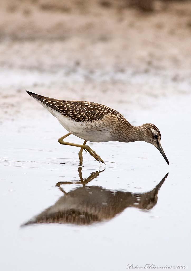 Rastande vadare vid Hyllingens naturreservat