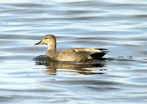 Intressanta observationer Bläsand Anas penelope 5 ex 27-30 juni, 2 ex 5-7 juli, 9 ex 10 juli, 1-4 ex 17-19 juli, 2-6 ex 21 juli- 1 aug. 1 ex 5 aug. 2 ex 10 aug. och 2 ex 25 aug.