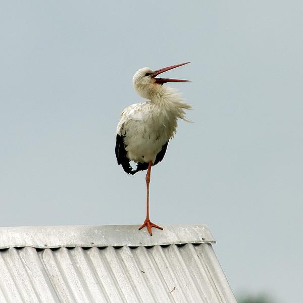 Vit stork Ciconia ciconia 1 ex 22 juli kl 11:40-12:30 Sedan 1963 har vit stork setts vid 4 tillfällen i Aneby kommun, och senast den gästade Hyllingen var den 12-23 juli 1980.
