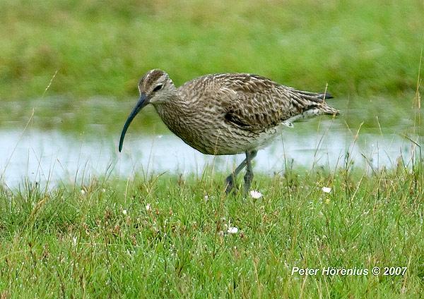 Småspov Numenius phaeopus 3 ex 27 juni och 1 ex 29 juni Ännu en art som svek oss. Med så fina förutsättningarna borde fler småspovar rastat.