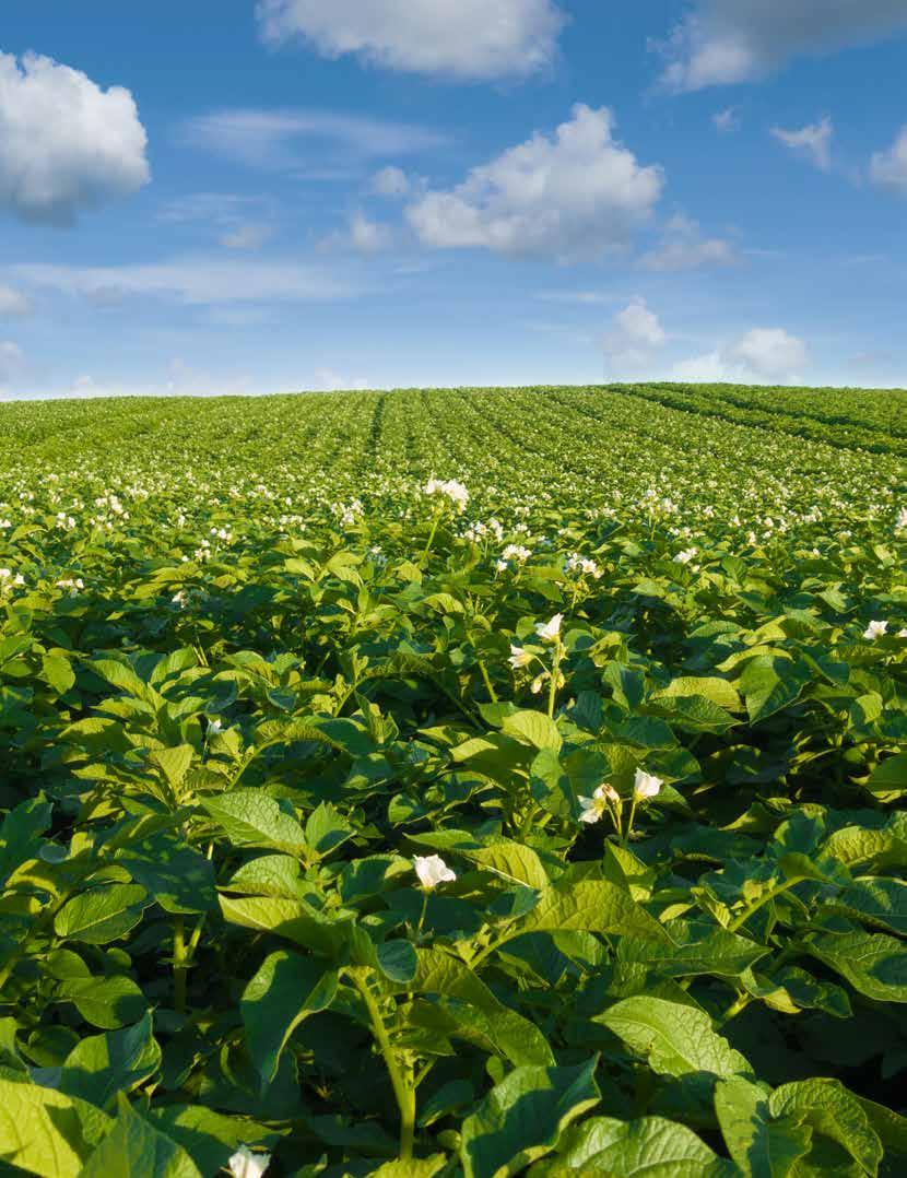 Välj en genomtänkt potatisstrategi för optimal effekt och minimal resistensutveckling En ny växtsäsong är på väg och vi på Syngenta finns här för att