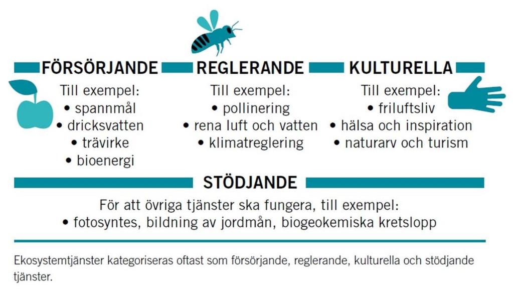 Figur 5-1 Exempel på indelade ekosystemtjänster (Naturvårdsverket, 2015) 4.