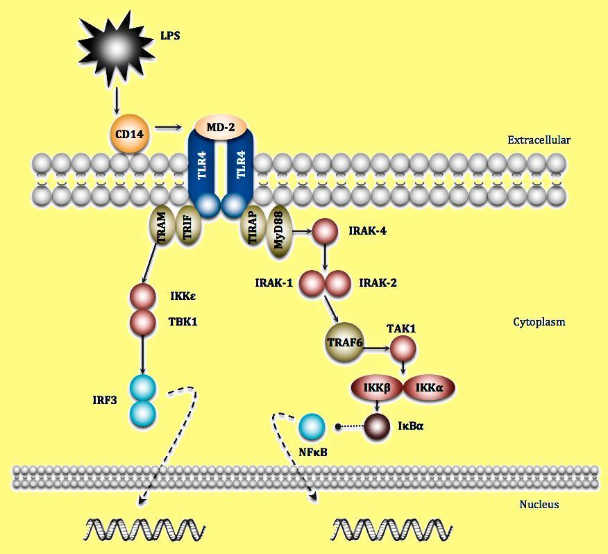 Figure 2. Schematic of TLR4 signaling cascades. Activation of TLR4 signal transduction through MyD88/TIRAP and TRAM/TRIF pathways leads to activation of innate immune system.