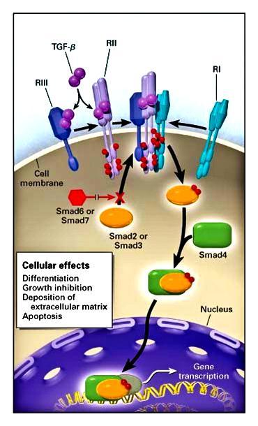 dephosphorylating of the receptors [87-91]. TGF-β stimulation rapidly induces the expression of I-Smads [92, 93].