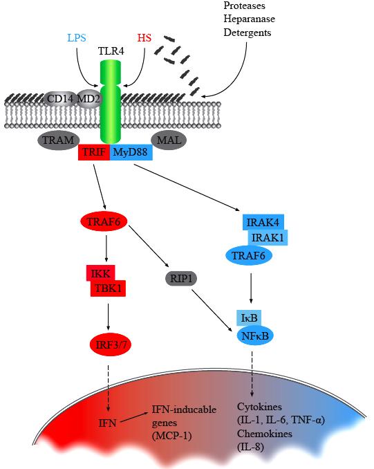 The intraductal HS infusion induced neutrophil infiltration and myeloperoxidase (MPO) activation after 9 hours in the pancreas of the wild-type mice.