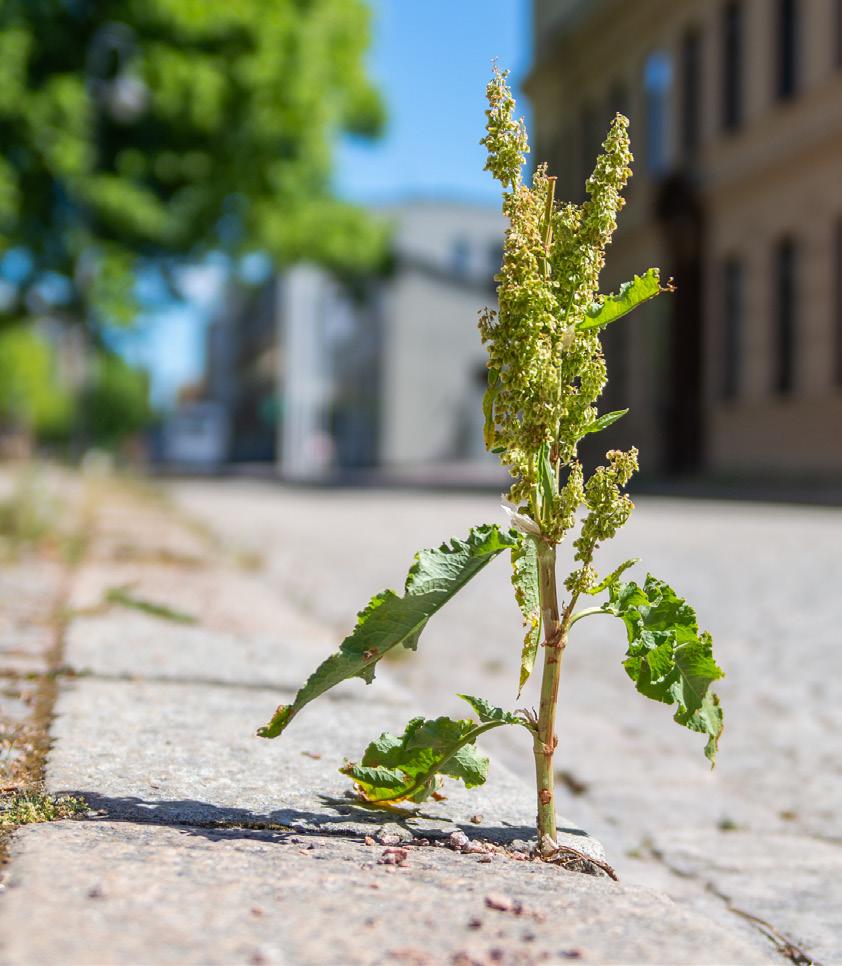 att vistas på området. På fastigheten har Kunskapsskolan idag skolverksamhet med elever i årskurs 4-9.