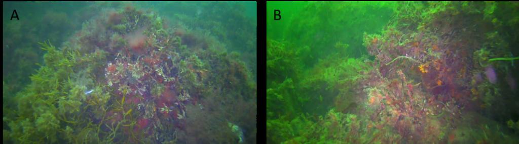 4 Resultat 4.1 Askims fjord Hårdbotten i området dominerades av häll med inslag av block. På bottnarna i djupintervallet 0 6 m dominerade fintrådiga rödalger (e.g. Ceramium spp. och Polysiphonia spp.