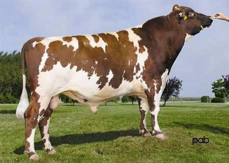 Dreamer NEXUS DREAMER 0200AY00652 CALIMERO x TRADITION GLPI +1892 Reg.