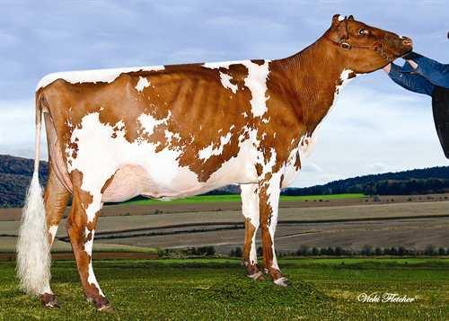 06 3 Mjölk 9,277 kg Fett 384 kg Protein 311 kg -0.05 DU PETIT BOIS DREAMER MIA Livslängd 92 Kalvningar F 94 Celltal 3.