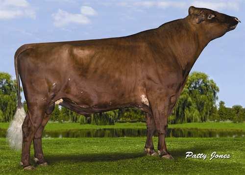 Prime DE LA PLAINE PRIME 0200AY00716 REALITY x MODEM GLPI +2412 Reg.