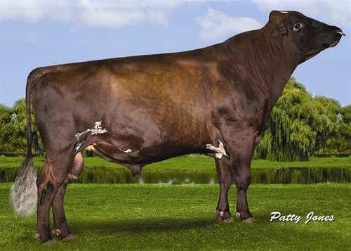 Gentleman DUO STAR GENTLEMAN 0200AY00728 REALITY x CALIMERO x KELLOGG GLPI +2414 Reg.