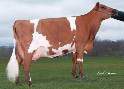 20 30 Mjölk 8,945 kg Fett 378 kg Protein 310 kg +0.17 LA SAPINIERE CHELYO Livslängd 110 Kalvningar F 106 Celltal 2.