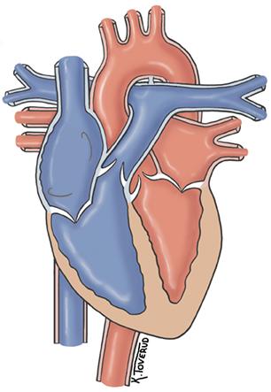 Bakgrund Anatomi Hjärtat är en konformad muskelpump belägen i thorax som är styrt hormonellt och elektriskt.