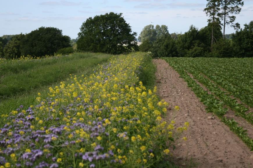 bredare kantzoner runt åkermarken, vilket ger mer skydd och föda för fältviltet, plantera lähäckar som ger skydd åt fältviltet i det öppna slättlandskapet (Figur 2), eller anlägga viltvatten som