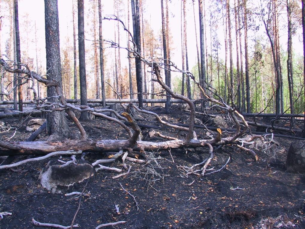 Kandidatarbeten 2018:11 i skogsvetenskap Fakulteten för skogsvetenskap Död ved i Nordöstra Finlands tallskogar restaurering ur ett Fennoskandiskt perspektiv Dead wood in North east Finland s pine