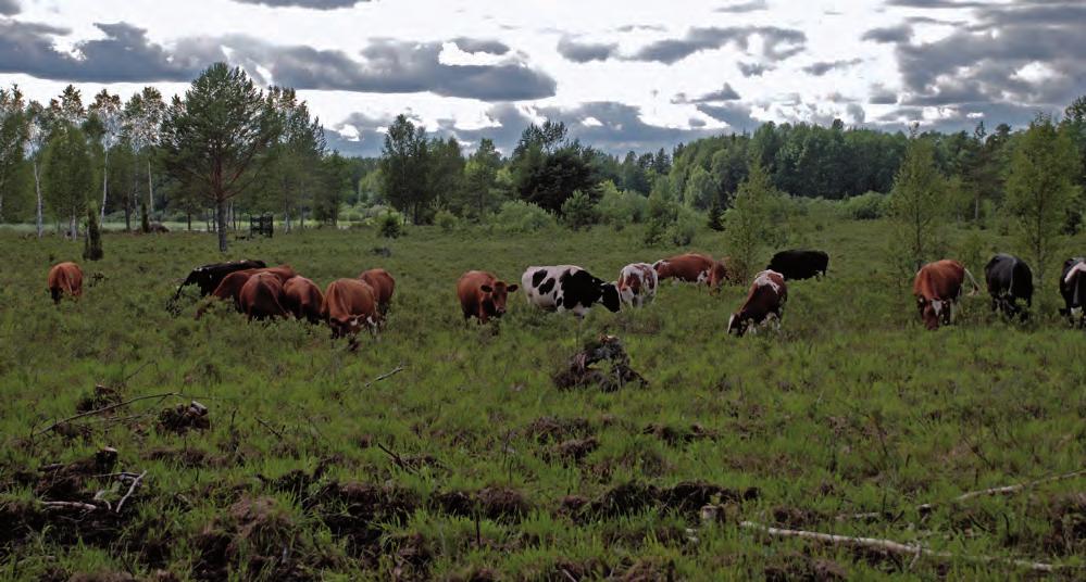 DELRAPPORT 1 Naturmiljöer vid nedre Dalälven Pär Eriksson Ett 35 hektar stort område med älvängar