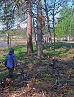 inledning År 2009 inledde Upplandsstiftelsen och Fortum Market AB ett samarbete för att bevara naturvärden vid nedre Dalälven.
