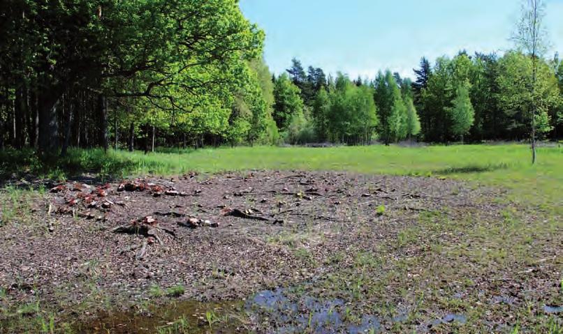 projektets omfattning Arbetet syftar till att öppna upp och förhindra att älvängar och svämskogar växer igen, samt återskapa naturligt lövrika skogsmiljöer med asp och gamla ekar.