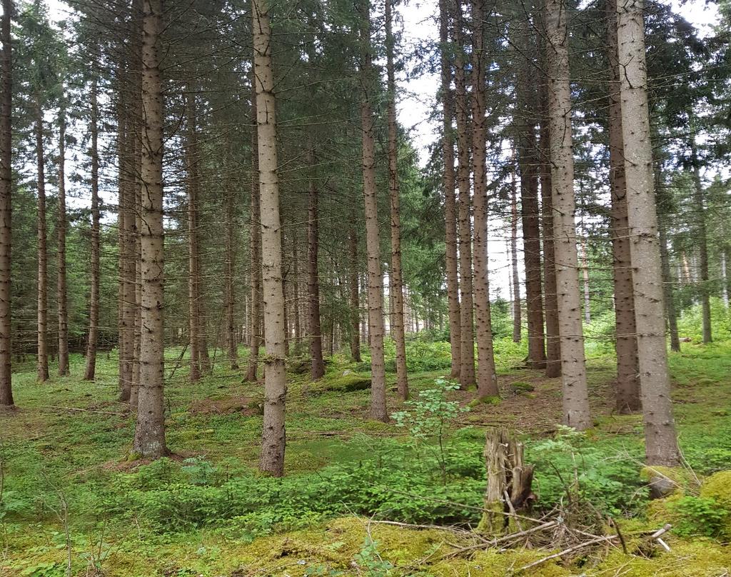 Enligt skogsbruksplanen uppförd 2018 är tillväxten ca 280 m³sk. Bonitet 8,3 m³sk per ha.