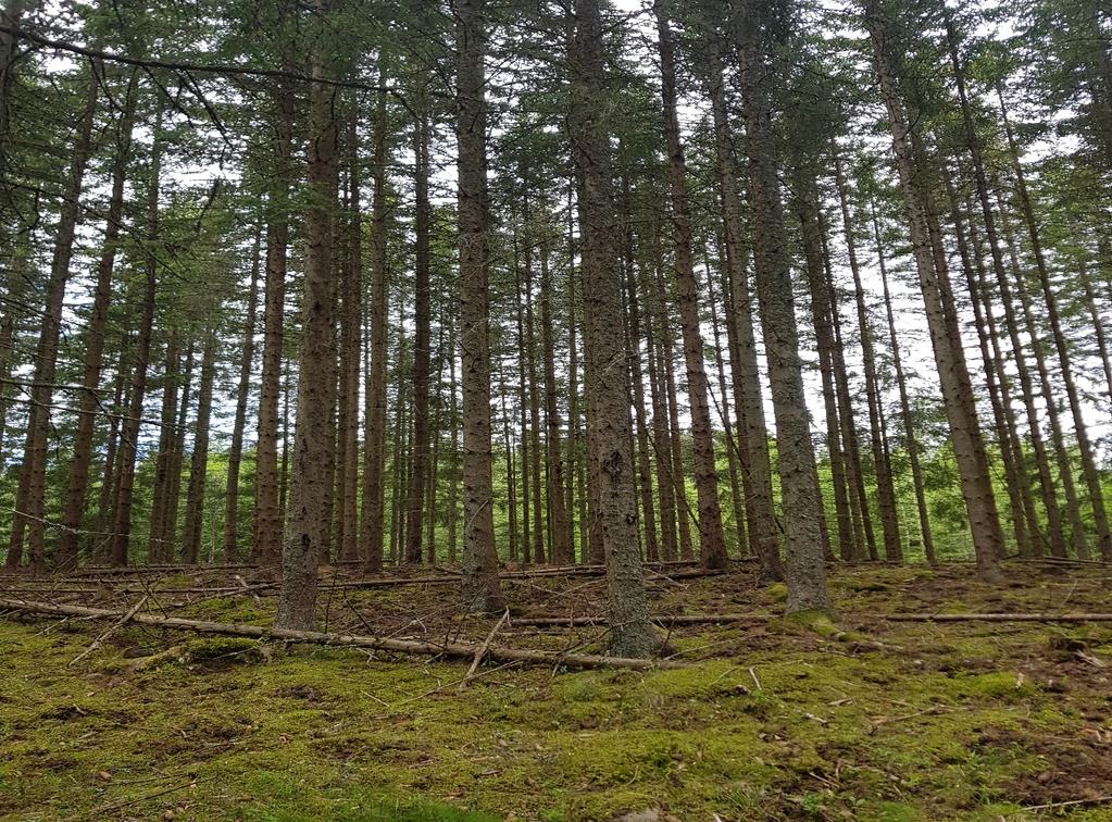 Högsby Granskata 1:4 & 1:7 Om Skog & Lantbruk Skog & Lantbruk är ett rådgivningsföretag som arbetar med följande tjänster inom jord och skog: - Fastighetsförmedling Generationsskifte