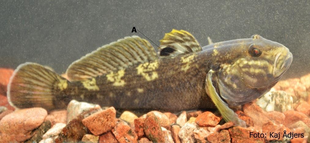 SVARTMUNNAD SMÖRBULT 2019 Svartmunnad smörbult (Neogobius melanostomus) är en fiskart, som härstammar från Svarta havet och Kaspiska havet.