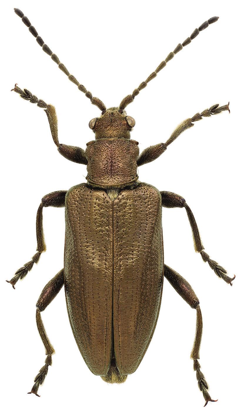 Figur 1. Hona av bronsrörbock (Donacia antiqua). Individen är från Oulanka, norra Finland. Foto: Linda Nyman. Female of Donacia antiqua. Specimen from Oulanka, Finland. Photo: Linda Nyman.
