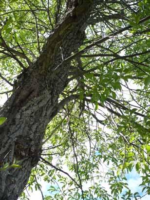 Naturvärdesträd Träd som har god potential att utgöra ett livsutrymme för många arter kallas för naturvärdesträd.