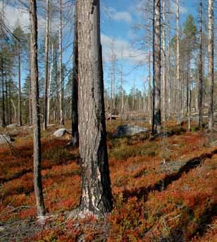 Naturliga störningar (processer) I samband med fältarbetet, biotopanalysen samt litteraturstudier har de mest betydelsefulla naturliga störningarna identifierats: Brand Stora delar av ekoparkens