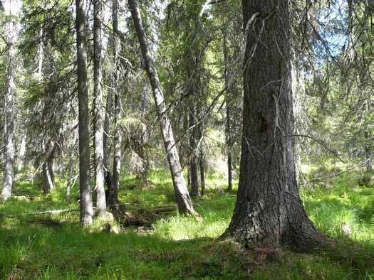 3. Naturvårdsmål i Ekopark Vuollerim Ekologiska målbilder Som ett resultat av fältinventeringen och de efterföljande landskaps- och mångfaldsanalyserna har ett antal ekologiska målbilder för