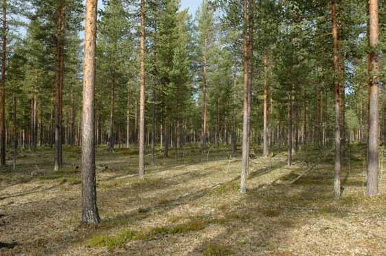 Tallnaturskog I tallskogens ekologi spelar de återkommande skogsbränderna en viktig roll för beståndsstrukturen och de arter som är knutna till dessa miljöer.
