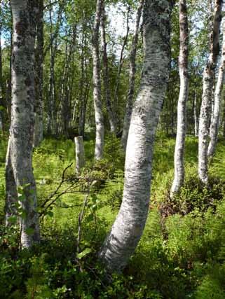 Lövnaturskog och lövrik skog De flesta lövrika barrnaturskogarna finns längs bäckar som rinner ut i Stora Luleälven; Höguddsbäcken, Västabäcken, Djupbäcken och Nyhembäcken.