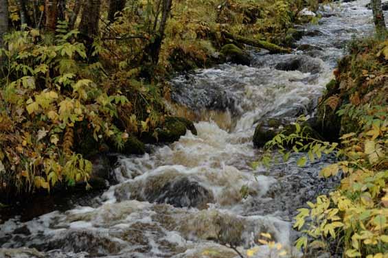 Skogslandskapets vattenmiljöer Naturvårdssatsningen i ekoparksplanen avser i första hand skogsmiljöer, men berör även ekoparkens olika vattenmiljöer.