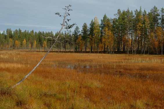 Våtmarker En myllrande våtmark med fåglar, insekter och vackra orkidéer är ett riktigt skådespel. Våtmarker är betydelsefulla för växt- och djurlivet och fungerar som ett naturligt reningsverk.