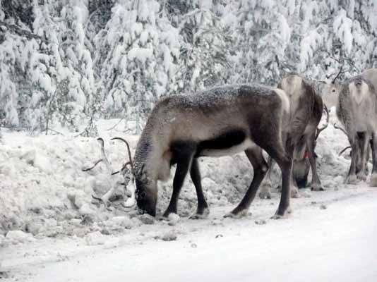 5. Rennäringen Ekopark Vuollerim ligger i Serri Skogsameby som använder området främst som betesområde under förvintern fram till jul. Det är främst marklav som renarna betar i området.
